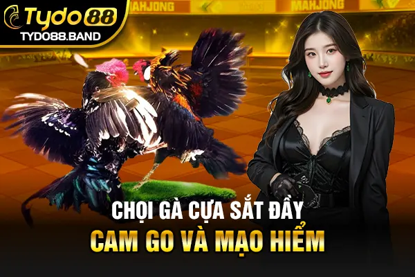 Chọi gà cựa sắt đầy cam go và mạo hiểm