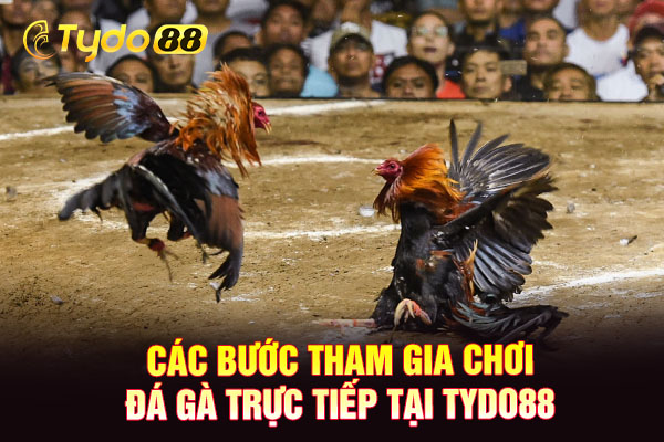 Các bước tham gia chơi đá gà trực tiếp tại TYDO88