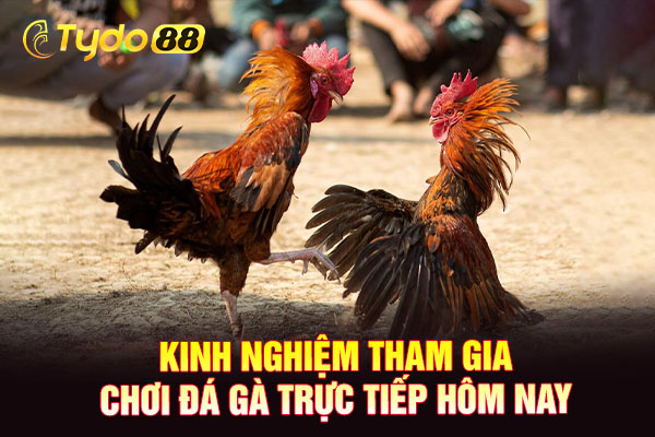 Kinh nghiệm tham gia chơi đá gà trực tiếp hôm nay