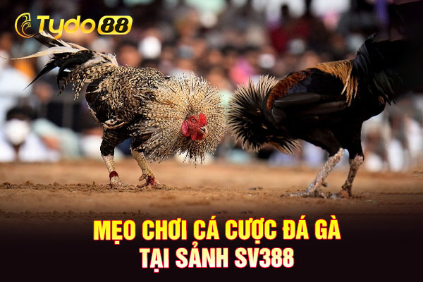 Mẹo chơi cá cược đá gà tại sảnh SV388