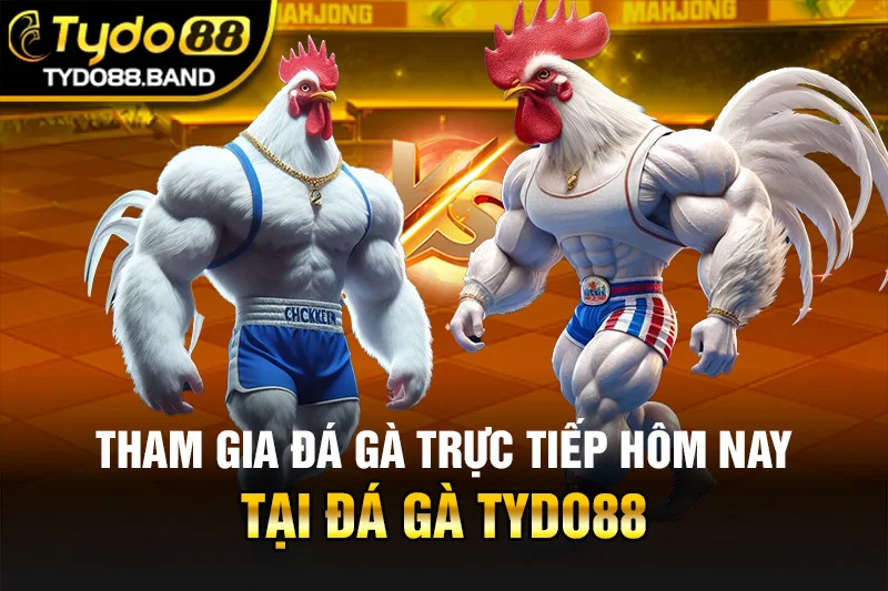 Tham Gia Đá Gà Trực Tiếp Hôm Nay Tại Đá Gà TYDO88