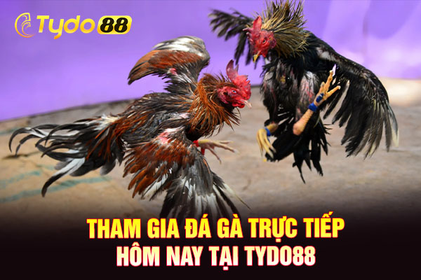 Tham gia đá gà trực tiếp hôm nay tại TYDO88